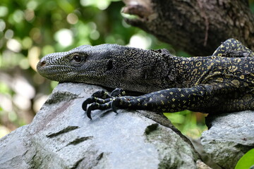 Wildlife in Singapore, tropics