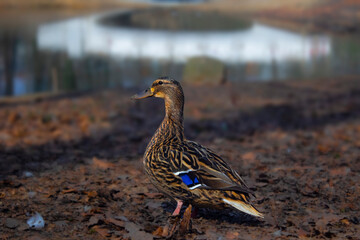 Duck in the park