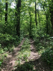 Obraz premium path in the forest