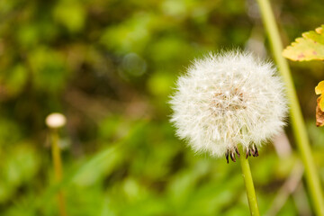 Dandelion seed head close up with blurred green background, close up