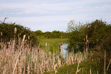 Landscape of rural England, Kent, Isle of Grain, with reed in the foreground, creek and shrubs and trees, sky in the background, UK