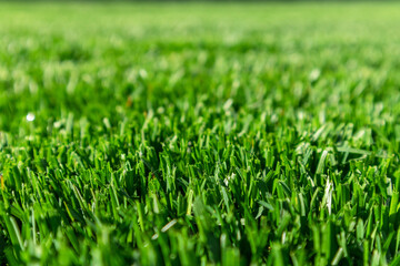 Close up of green lawn on a sunny day. Selective focus.