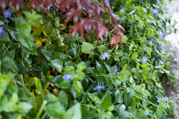 雨に濡れた葉っぱ