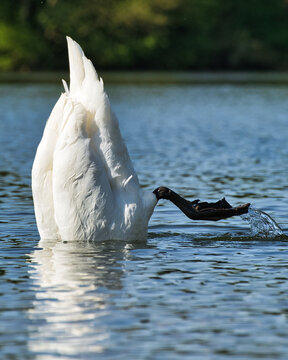 Schwan taucht ab (Maintal Hessen)