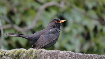 Mirlo com&uacute;n en reposo sobre una roca