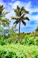 Fototapeta na wymiar Large coconut tree in the jungle against the blue summer sky