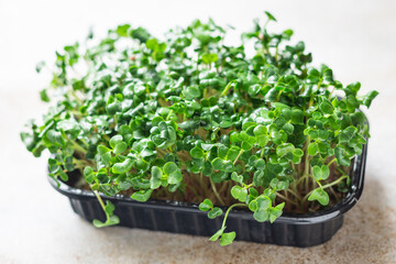 microgreens container veggie salad raw eating mustard herbs basil fresh radish vegan cooking snack...