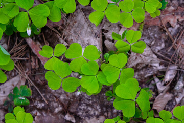 Wood sorrel background. Forest soil. Top view. 