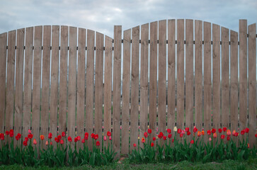 Beautiful late spring nature background. Landscaping and gardening background. Red tulip flowers,...