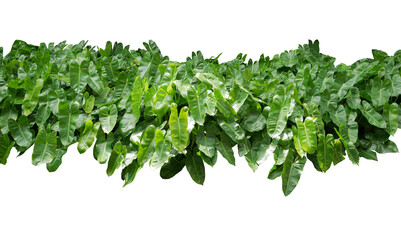 Cut out plant. Tropical green leaves bush, lush foliage nature garden isolated on white background