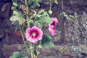 Rose trémière , gra,de fleur ornementale . © Richard