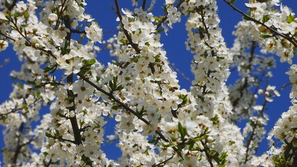 blooming plum on a background of blue sky.j