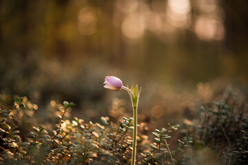 Pasque Flower blooming head on abstarct forest background at the sunset