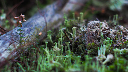 Macro de petits organismes fongiques, poussant sur le sol d'une forêt de pins