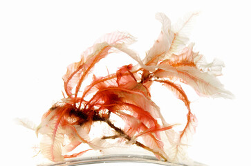 Red Seaweed in Water - Healthy Nutrition on white Background - Isolated