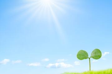 太陽光と新芽と青空