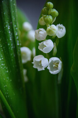 lily of the valley with dew drops