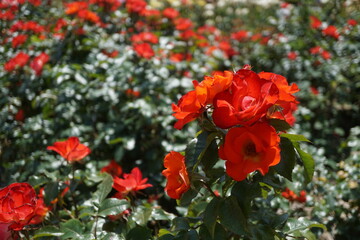 五月晴れ、色鮮やかに咲くカラフルな薔薇の花