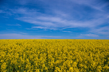 Obraz premium A yellow flowering rapeseed field with a blue sky and cloudy clouds
