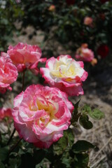 五月晴れ、色鮮やかに咲くカラフルな薔薇の花