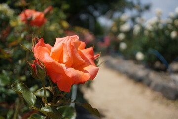 五月晴れ、色鮮やかに咲くカラフルな薔薇の花