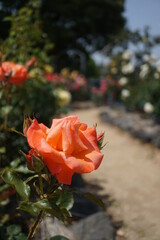 五月晴れ、色鮮やかに咲くカラフルな薔薇の花
