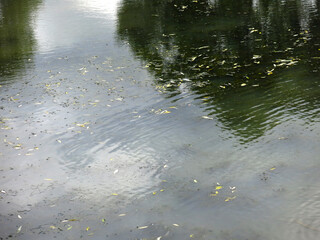 cold water in a rural pond in autumn with reflections of trees