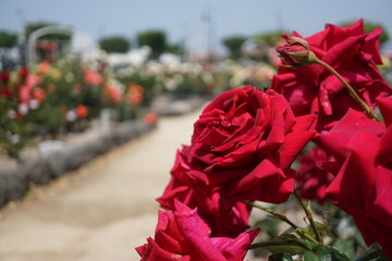 五月晴れ、色鮮やかに咲くカラフルな薔薇の花