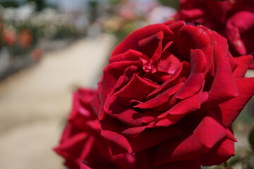 五月晴れ、色鮮やかに咲くカラフルな薔薇の花