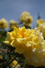 五月晴れ、色鮮やかに咲くカラフルな薔薇の花