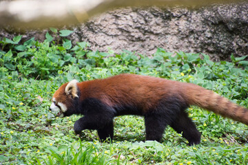 レッサーパンダ