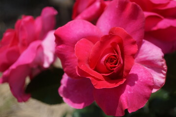 五月晴れ、色鮮やかに咲くカラフルな薔薇の花