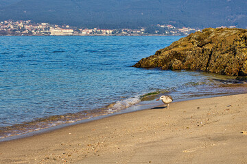 Seagull eating a starfish