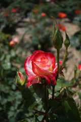 五月晴れ、色鮮やかに咲くカラフルな薔薇の花