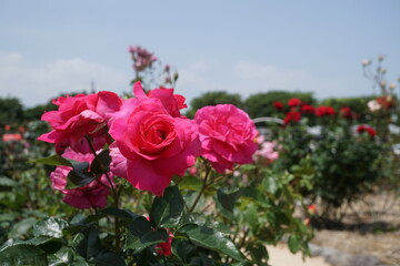 五月晴れ、色鮮やかに咲くカラフルな薔薇の花