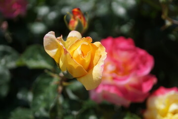 五月晴れ、色鮮やかに咲くカラフルな薔薇の花