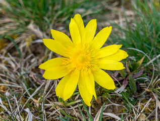 Close-up of yellow blossom of adonis vernalis, a poisonous plant used in homeopathy. - obrazy, fototapety, plakaty