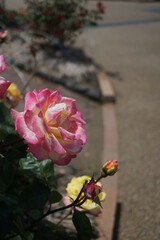 五月晴れ、色鮮やかに咲くカラフルな薔薇の花