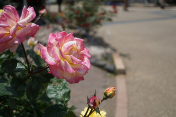 五月晴れ、色鮮やかに咲くカラフルな薔薇の花