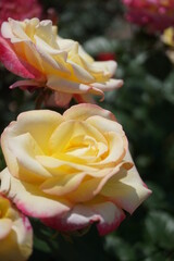 五月晴れ、色鮮やかに咲くカラフルな薔薇の花