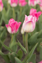 Vertical photo of a pink tulip
