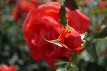 五月晴れ、色鮮やかに咲くカラフルな薔薇の花