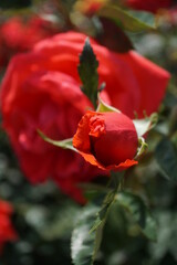 五月晴れ、色鮮やかに咲くカラフルな薔薇の花