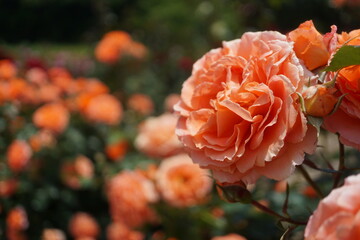 五月晴れ、色鮮やかに咲くカラフルな薔薇の花