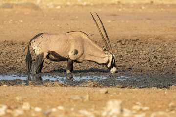 Male Gemsbok (Oryx gazella) drinking from an almost dry muddy waterhole in Etosha national park,...