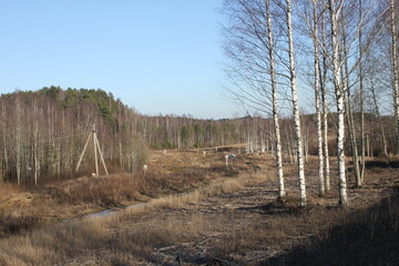 forest in winter