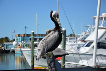 Pelikan am Golf von Mexico, Clearwater Beach, Florida