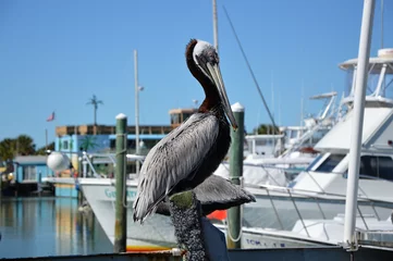 Papier Peint photo autocollant Clearwater Beach, Floride Pelican sur le golfe du Mexique, Clearwater Beach, Floride