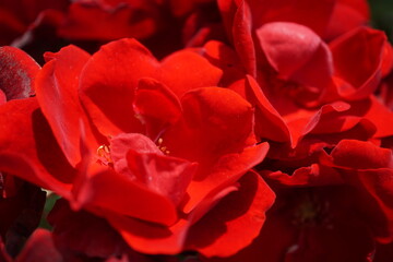 五月晴れ、色鮮やかに咲くカラフルな薔薇の花