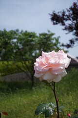 五月晴れ、色鮮やかに咲くカラフルな薔薇の花